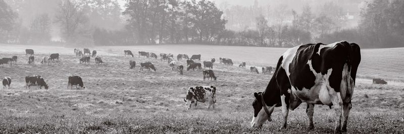 Millbrook Dairy Company Limited - supplier and manufacturer from 영국