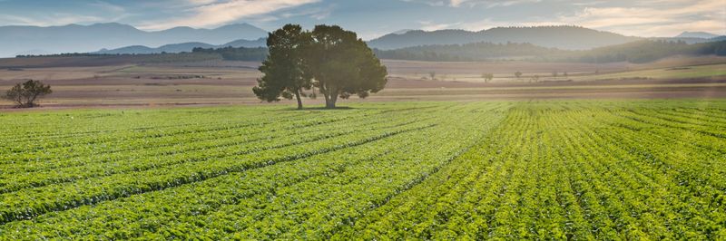 El Dulze Growers - supplier and manufacturer from Spain