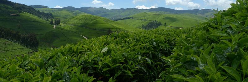 Rwanda Tea Packers - supplier and manufacturer from 르완다