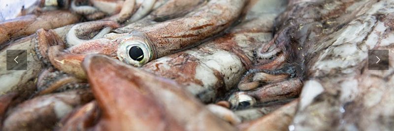 G & J Jack Seafoods Ltd - supplier and manufacturer from 영국