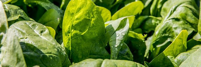 Green Organics BV - supplier and manufacturer from 네덜란드