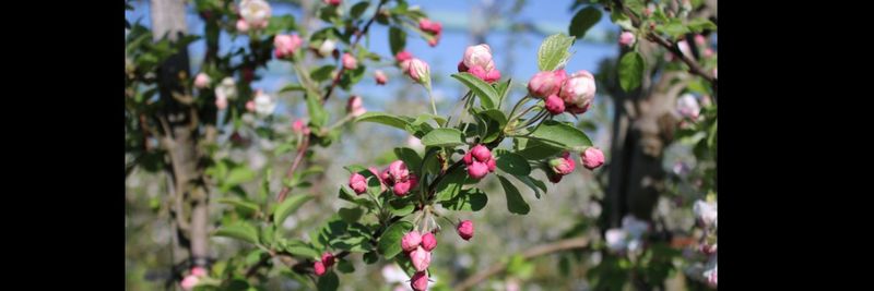 Organic Fruit Blank - supplier and manufacturer from 독일