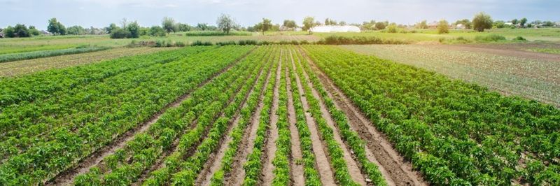 Agroexport - supplier and manufacturer from 볼리비아