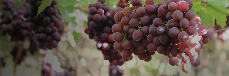 Core Fruit (Pty) Ltd. - supplier and manufacturer from South Africa