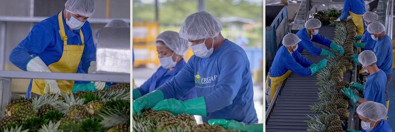 Frugalp Agricola Exportadora G-P Cia. Ltda. - supplier and manufacturer from Ecuador