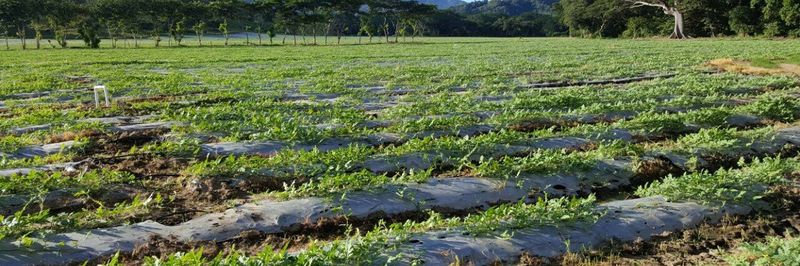 Cabo Blanco Fresh Products S.A. - supplier and manufacturer from 코스타리카