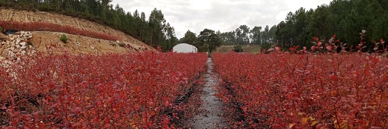 WEPLANT in Portugal - supplier and manufacturer from 포르투갈