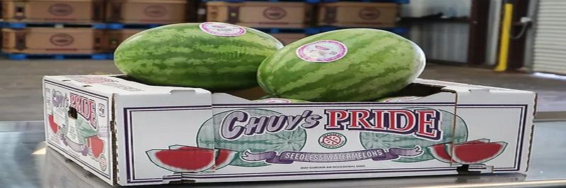 Big Chuy Distributors & Sons Inc. - supplier and manufacturer from United States
