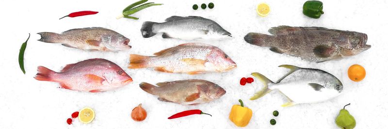 Fish For It - supplier and manufacturer from Malaysia