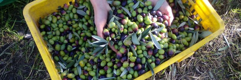 Castagne online - supplier and manufacturer from Italy
