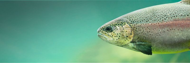 Aqua Farm Sp. z o.o. - supplier and manufacturer from 폴란드