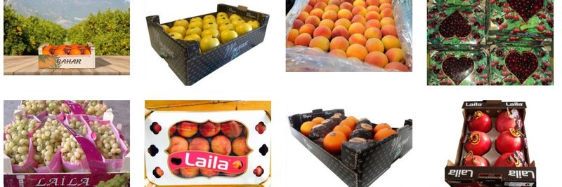 Meywex Fruchthandel GmbH - supplier and manufacturer from 독일
