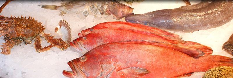 Cux Fisch Ditzer GmbH - supplier and manufacturer from 독일