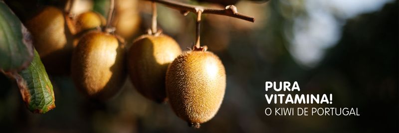 Kiwicoop - supplier and manufacturer from Portugal