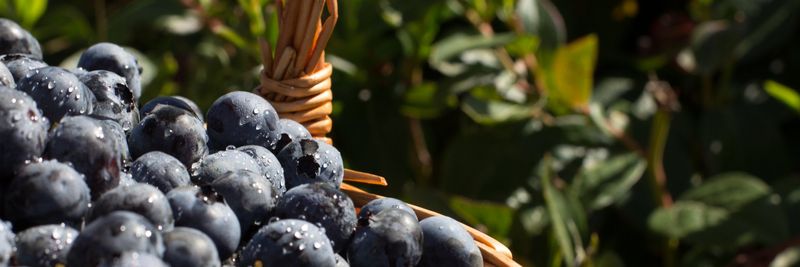 Berrysmart, Lda - supplier and manufacturer from Portugal