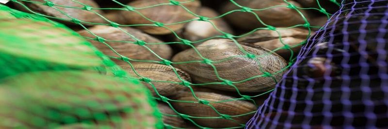 DiCarlo Seafood Company - supplier and manufacturer from 미국