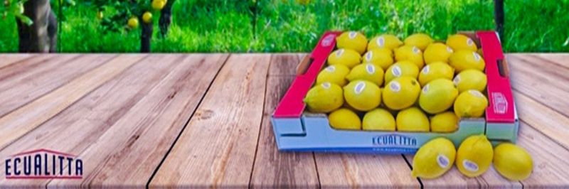 ecualitta - Verified supplier and manufacturer from Tunisia