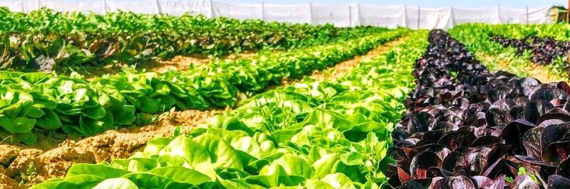Havivian Farm - supplier and manufacturer from Israel