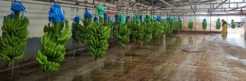 Platanera Rio Sixaola S.A. - supplier and manufacturer from 코스타리카