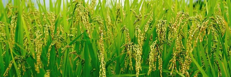 Golden Fleece Rice Investment Inc. - supplier and manufacturer from 가이아나