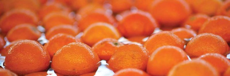 Mouton Citrus - supplier and manufacturer from 남아프리카공화국