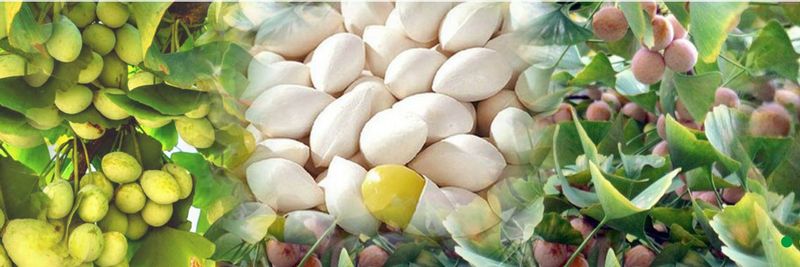 Shandong Zhongbo Food Co., Ltd. - supplier and manufacturer from 중국