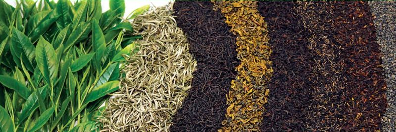 Hatton Tea Merchant - supplier and manufacturer from Sri Lanka