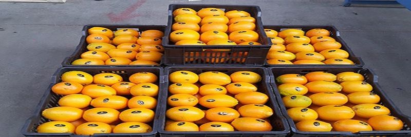 ELSAADA Company - supplier and manufacturer from 이집트