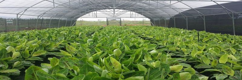 Yu He Integrated Fine Agriculture Co., Ltd - supplier and manufacturer from Taiwan