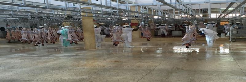Neema Livestock and Slaughtering Investments Limited - supplier and manufacturer from Kenya