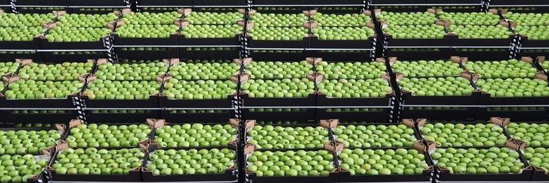 Fructolinia SRL - supplier and manufacturer from 몰도바