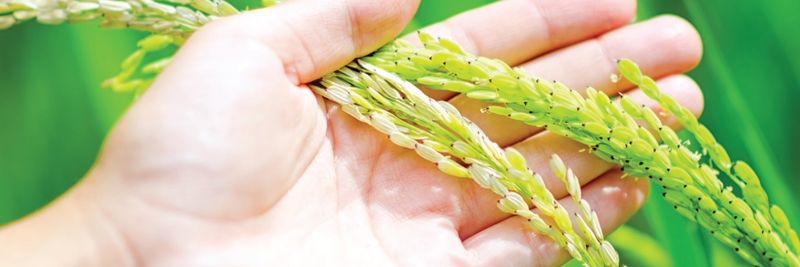 Orivárzea - supplier and manufacturer from 포르투갈