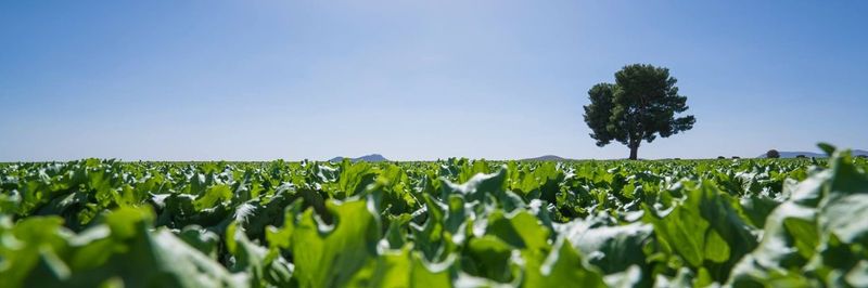 Agromontes Fresh Group SL - supplier and manufacturer from Spain