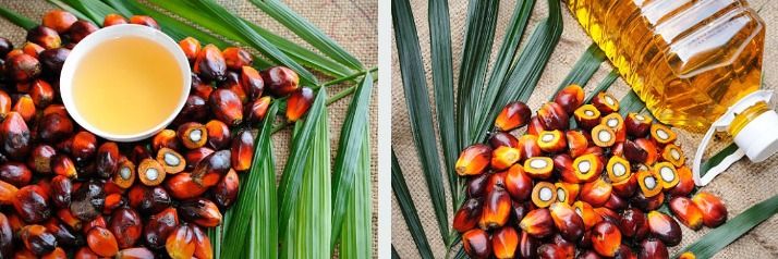 Palmas de Tumaco S.A.S. - supplier and manufacturer from Colombia