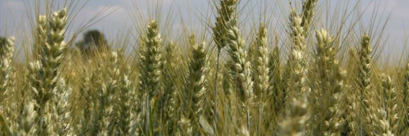 RAGT Seeds Ltd - supplier and manufacturer from United Kingdom