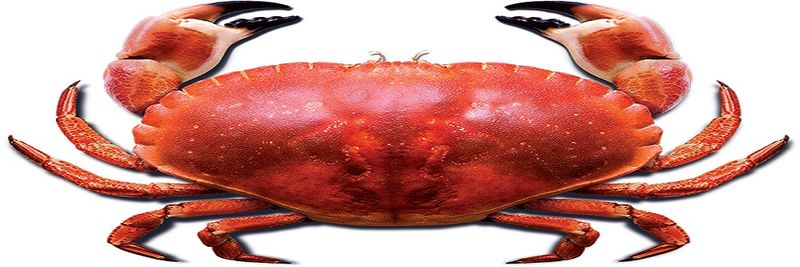 The Blue Sea Food Company - supplier and manufacturer from 영국