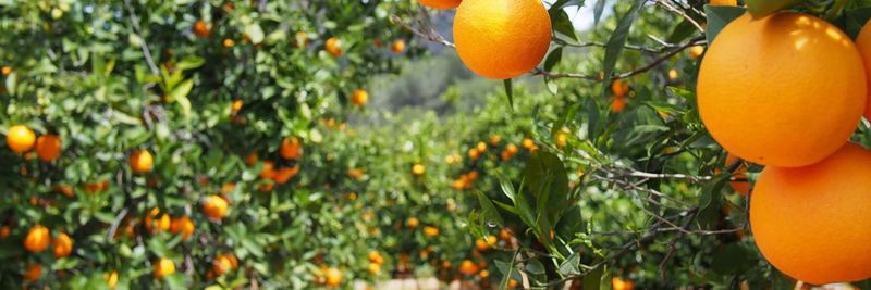 Fruchthansa GmbH - supplier and manufacturer from Germany
