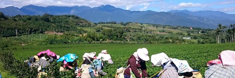 Jiafang Tea Garden Company - supplier and manufacturer from 대만