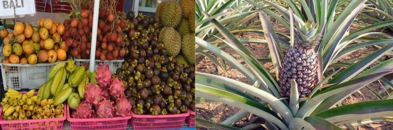 Drevin exotic import export fruits exotiques - supplier and manufacturer from 프랑스