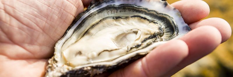 Carlingford - supplier and manufacturer from Ireland