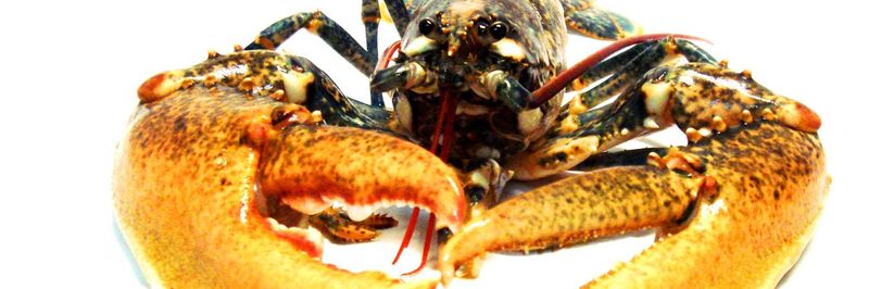 Mariscos Barrosinho, Lda. - supplier and manufacturer from 포르투갈