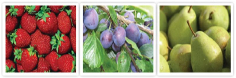 CoolFood d.o.o. - supplier and manufacturer from Serbia