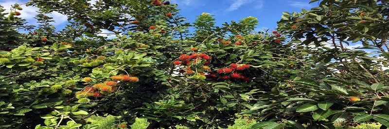FINCA LA ESTANCIA - supplier and manufacturer from 과테말라