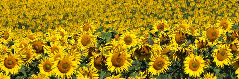 CHS Sunflower - supplier and manufacturer from 미국