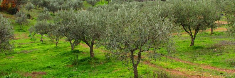 Facetas de Daniel Martins - supplier and manufacturer from Portugal