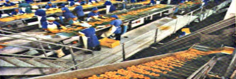 Ashton Canning Company (Pty) Ltd - supplier and manufacturer from 남아프리카공화국