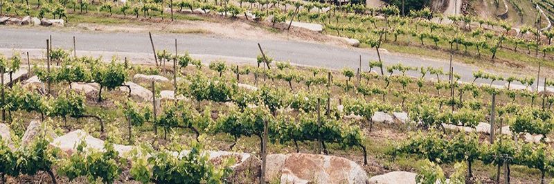 VIÑA COSTEIRA - supplier and manufacturer from 스페인