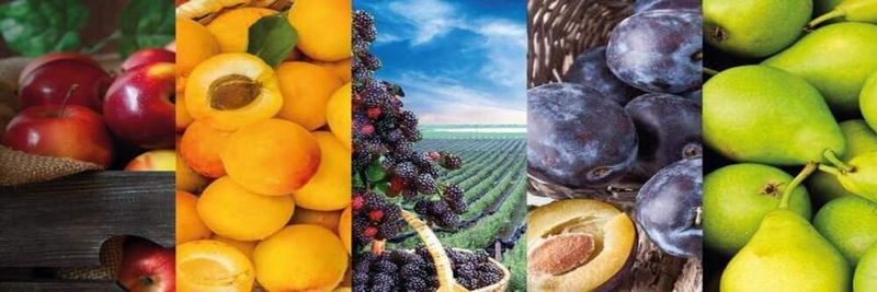 Fernas Gida - supplier and manufacturer from 튀르키예