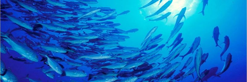 Houston Seafood - supplier and manufacturer from 미국