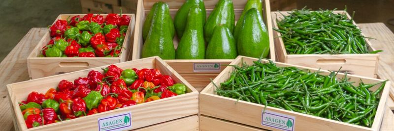 The Association of Agro Exportadores del Norte, Inc. - supplier and manufacturer from Dominican Republic